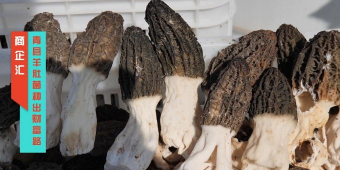 商企匯：河北青縣羊肚菌種出財富路