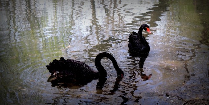 315記者攝影家王帥偉攝影作品:黑天鵝