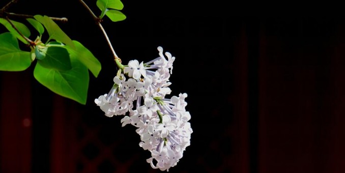 笑琰攝影:法源寺丁香白紫海棠新