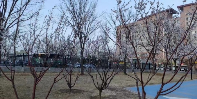 繁榮常伴長寥寂  驚艷難離苦楚酬